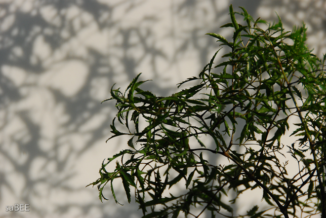 aralia and its shadow