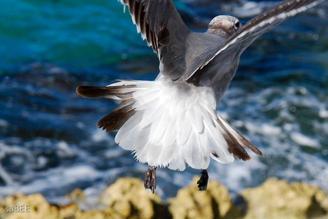 bird in flight