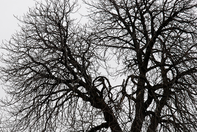 Tree branches