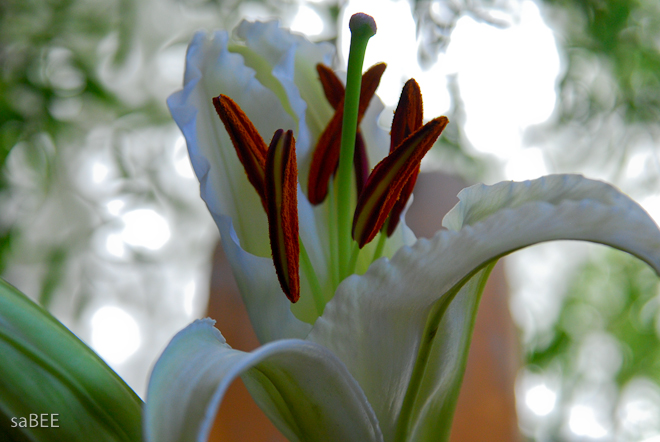 lily