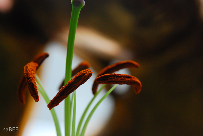lily
