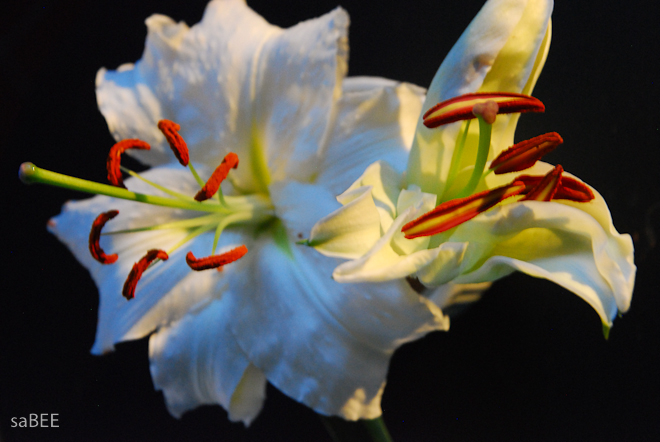 lilies