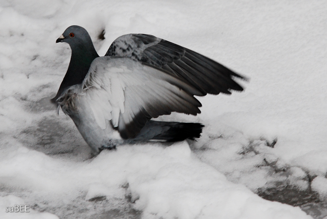 pigeon in the snow
