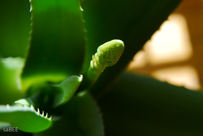 aloe vera plant