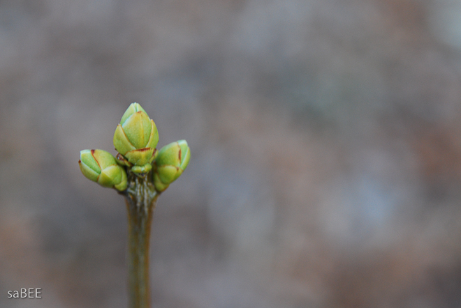 Spring buds
