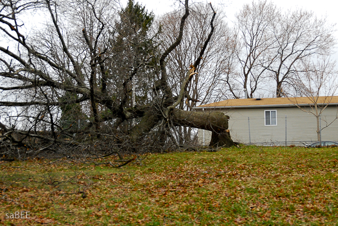 tree down in the storm