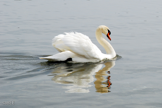 Swan on Lake Ontario