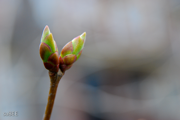 spring buds