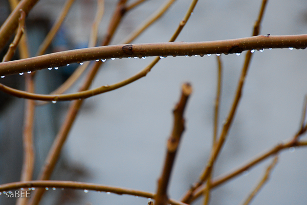 raindrops on branches
