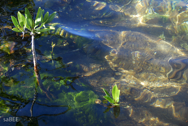 mangroves