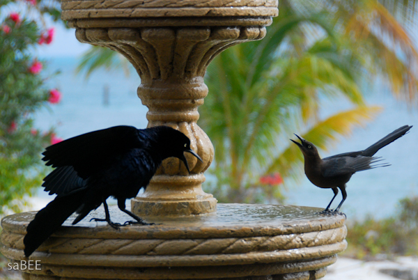 birds at a fountain