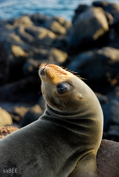 Galapagos Sea Lion