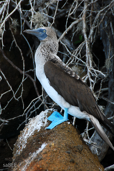 Blue Footed Boobie