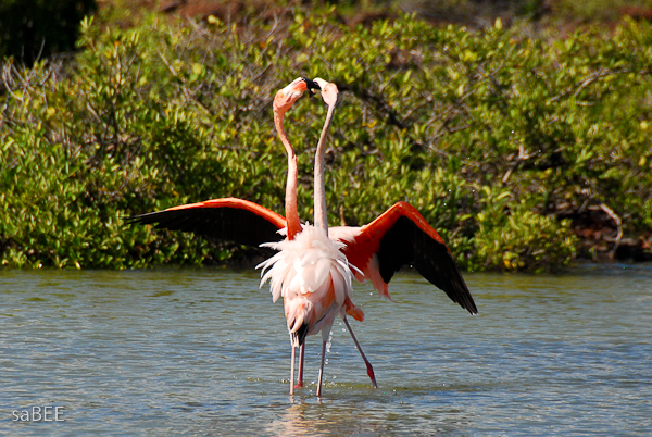 Galapagos flamingos