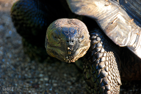Galapagos tortoise