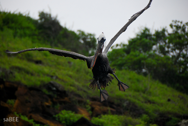 Galapagos Pelican
