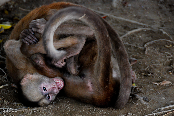 ecuador monkeys