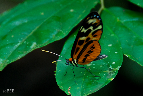 Ecuador Rain Forest