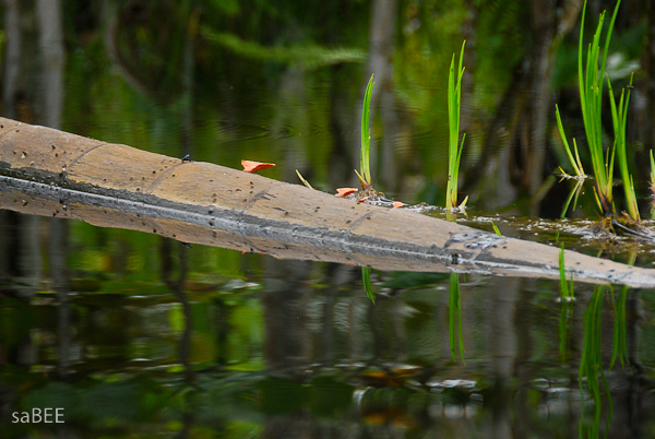 Ecuador Rain Forest