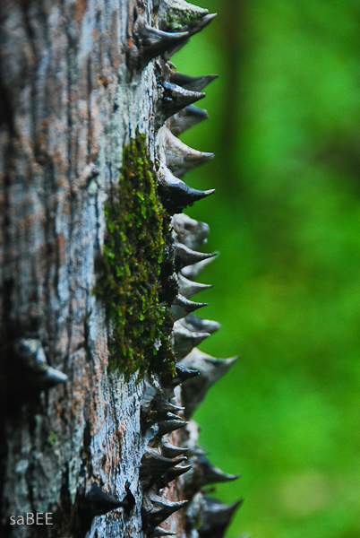 Ecuador Rain Forest