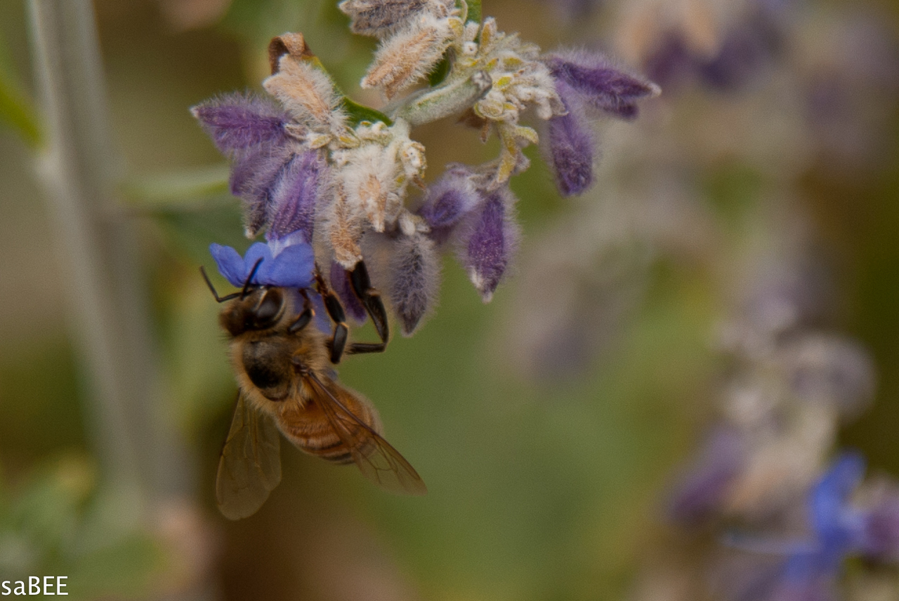 bee on flower
