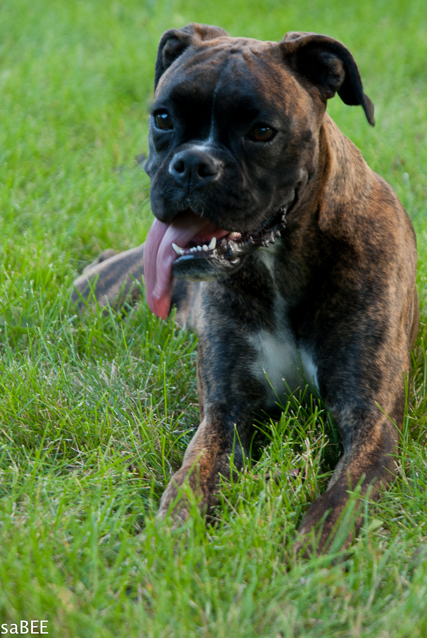 boxer dog