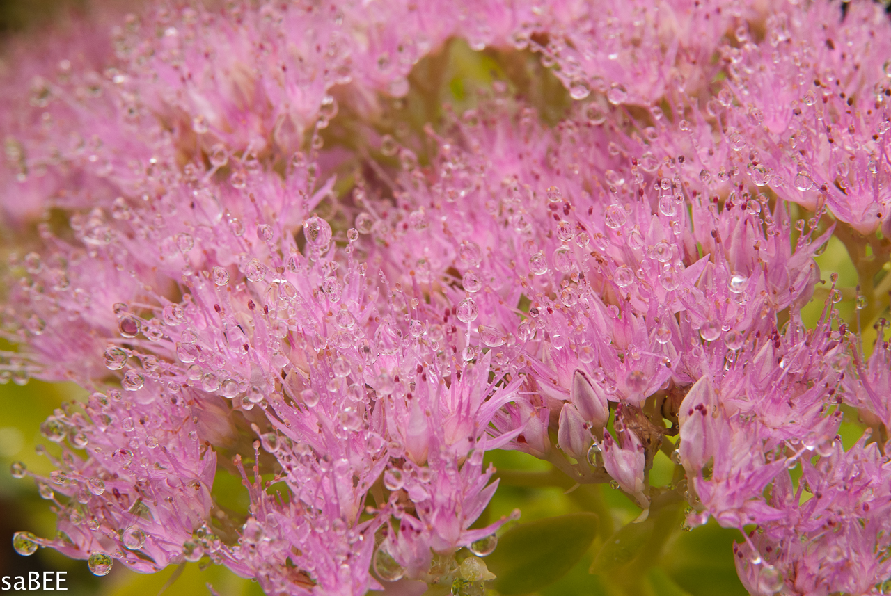 dewy flowers