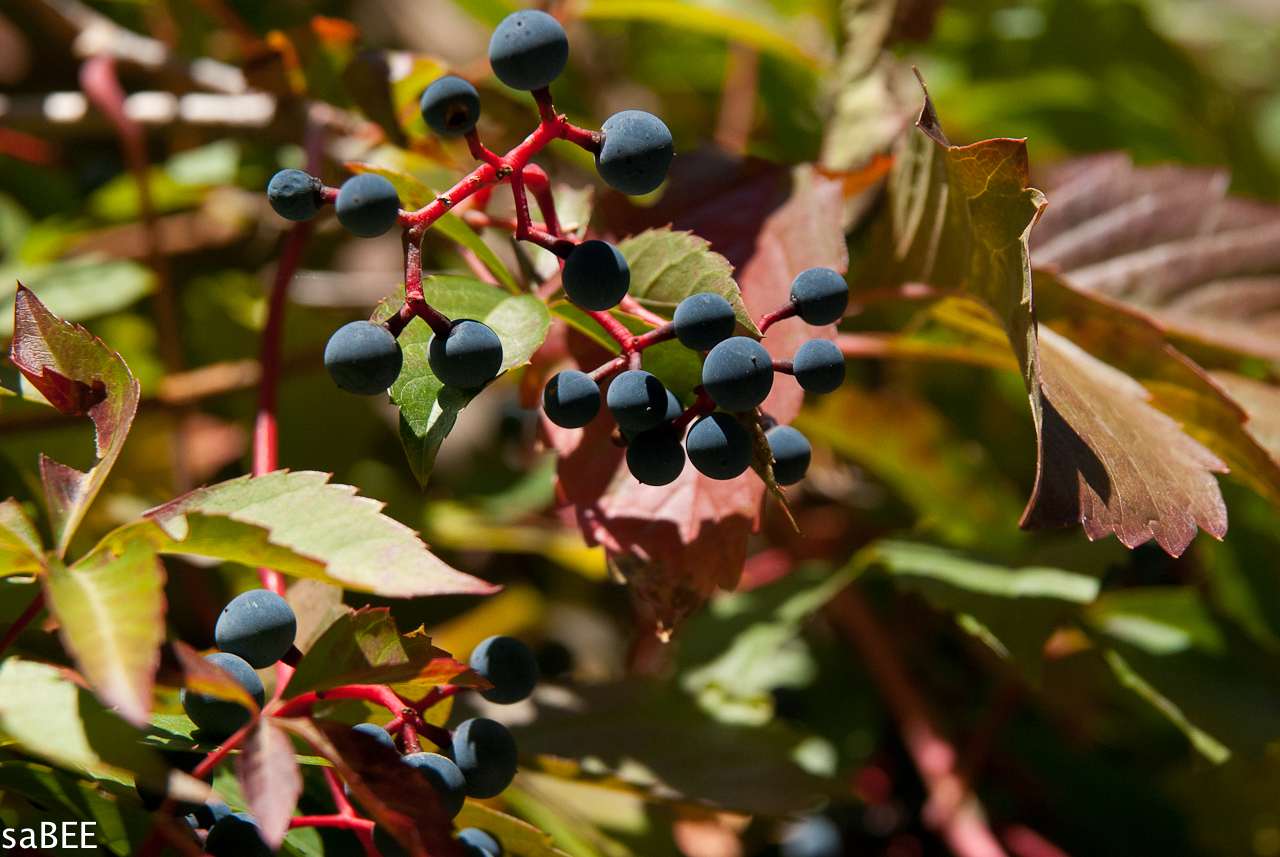 berries