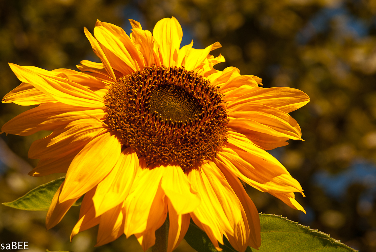 sunflower