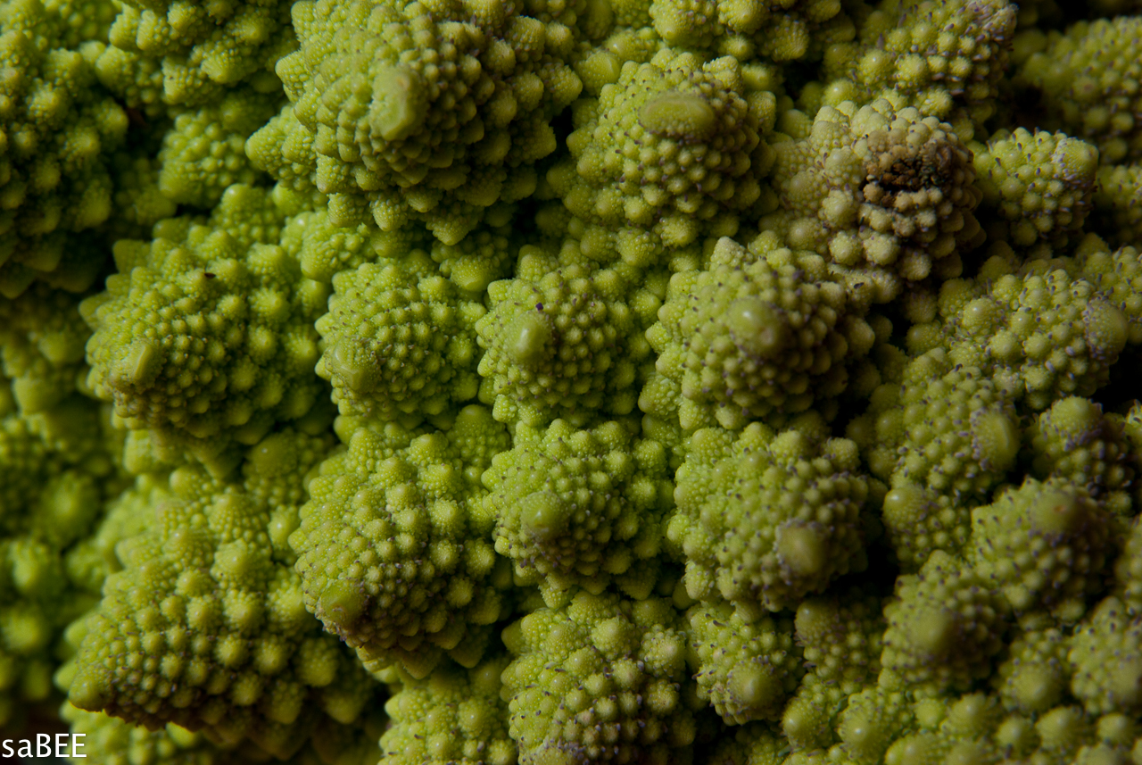 romanescu broccoli
