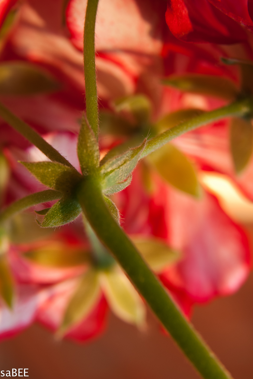 red geranium