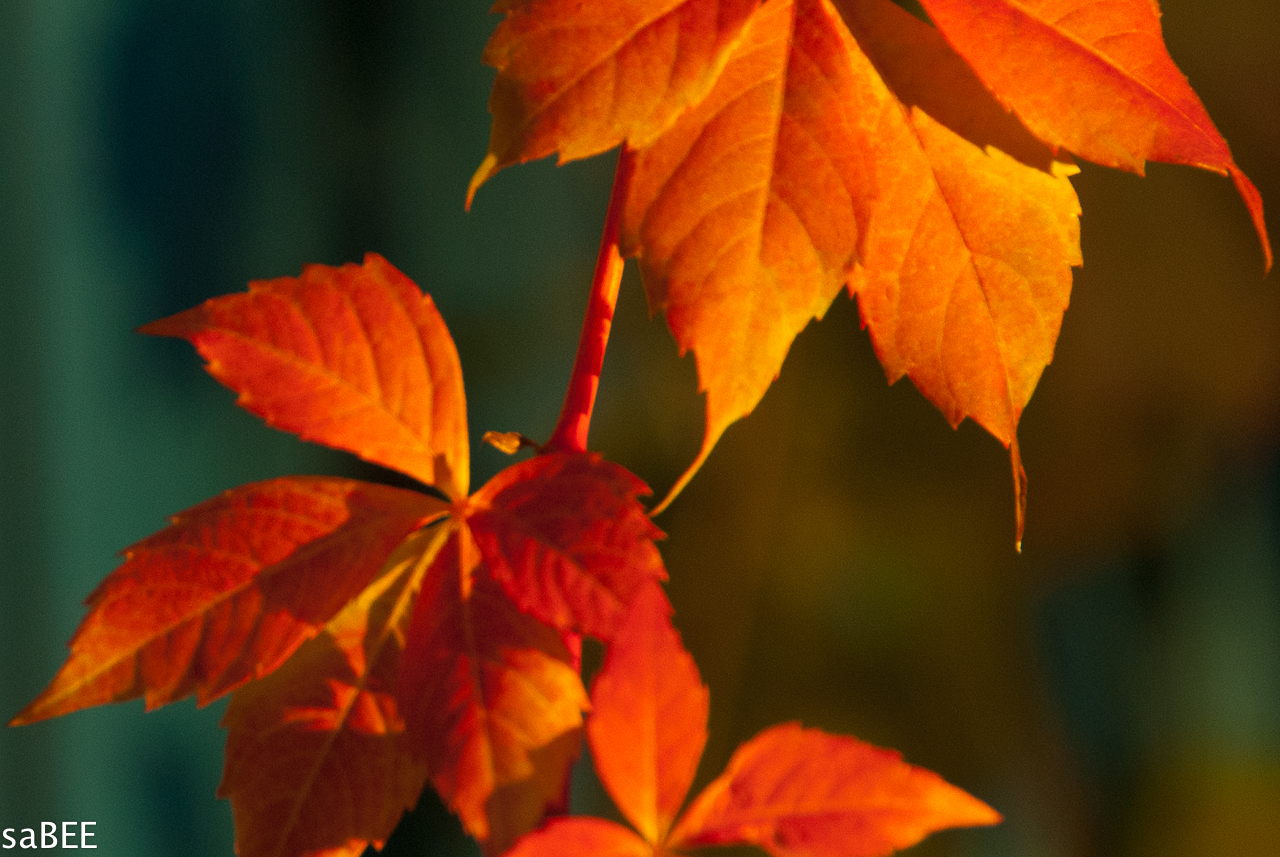autumn leaves