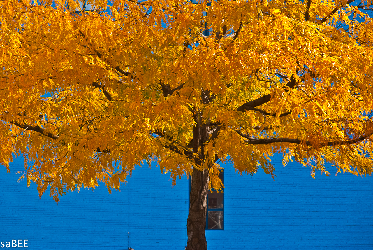 tree in autumn