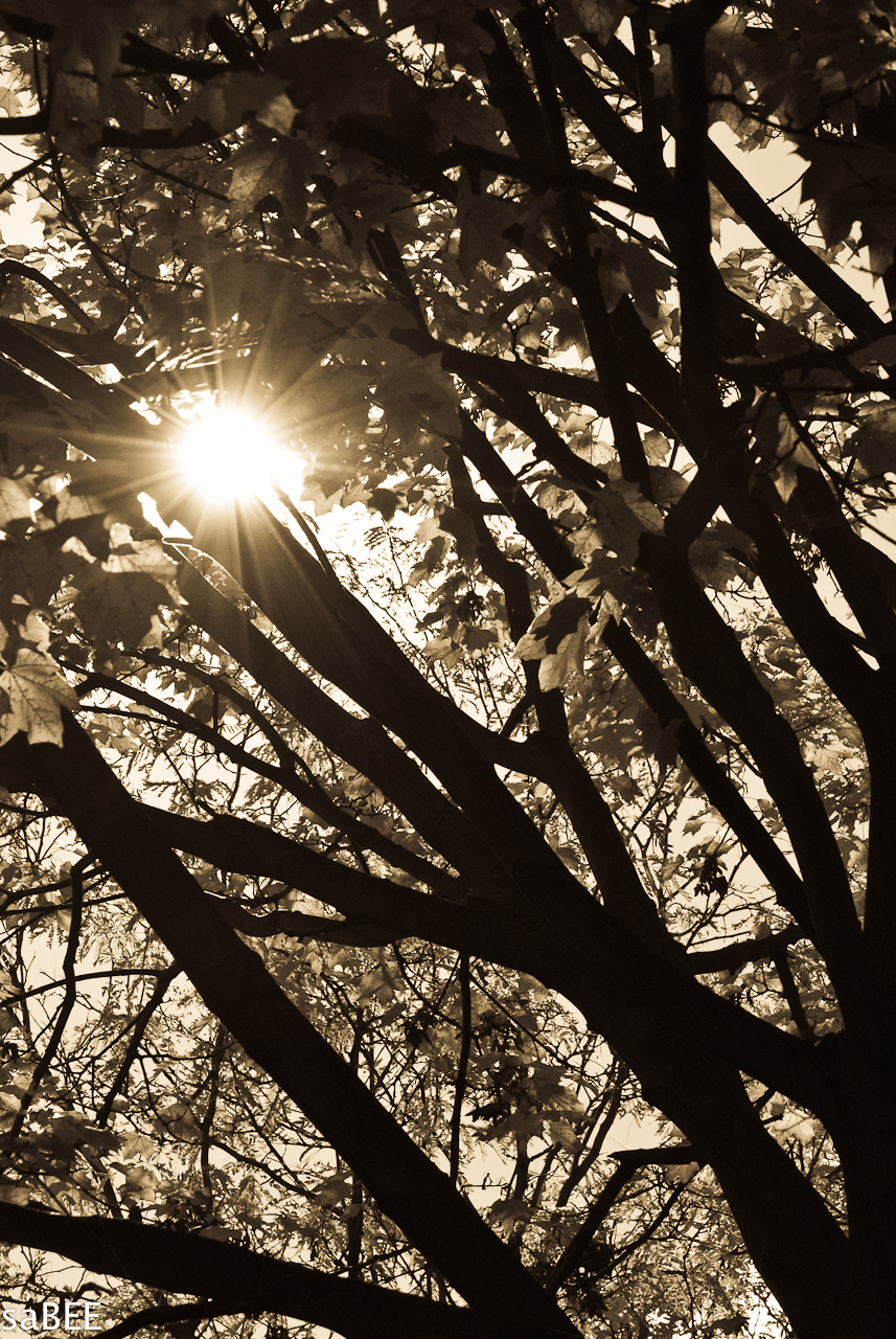 sunlight in tree