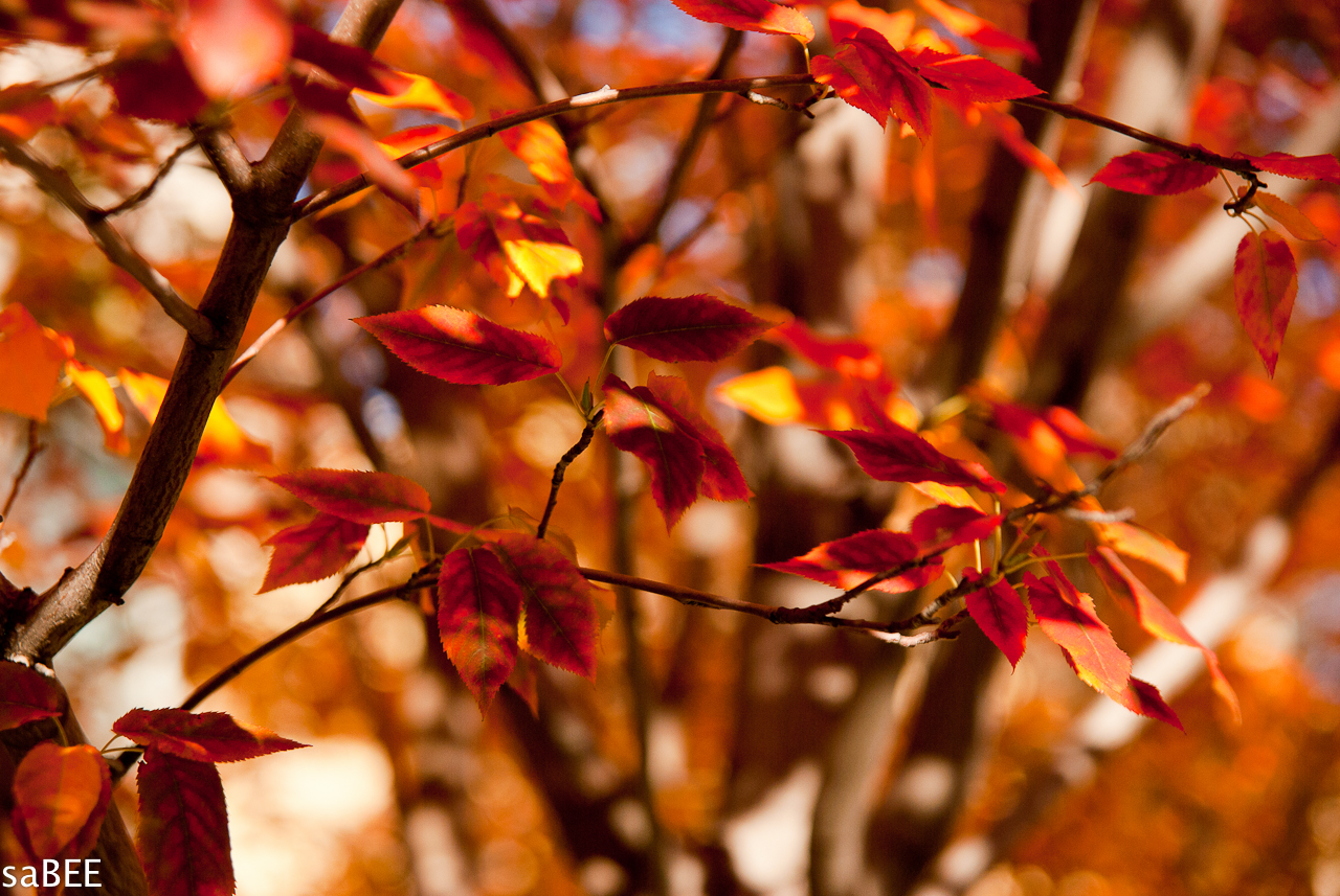 red autumn leaves
