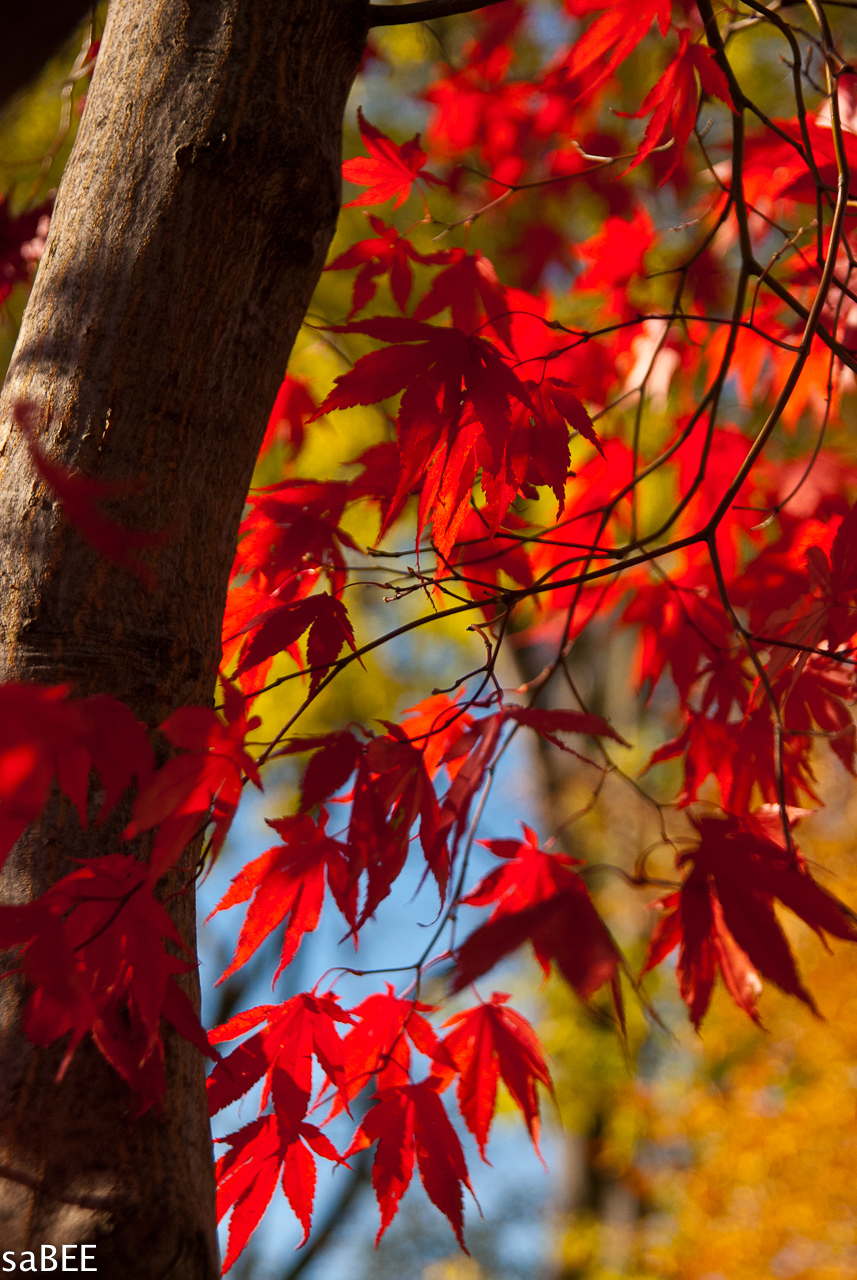 red leaves