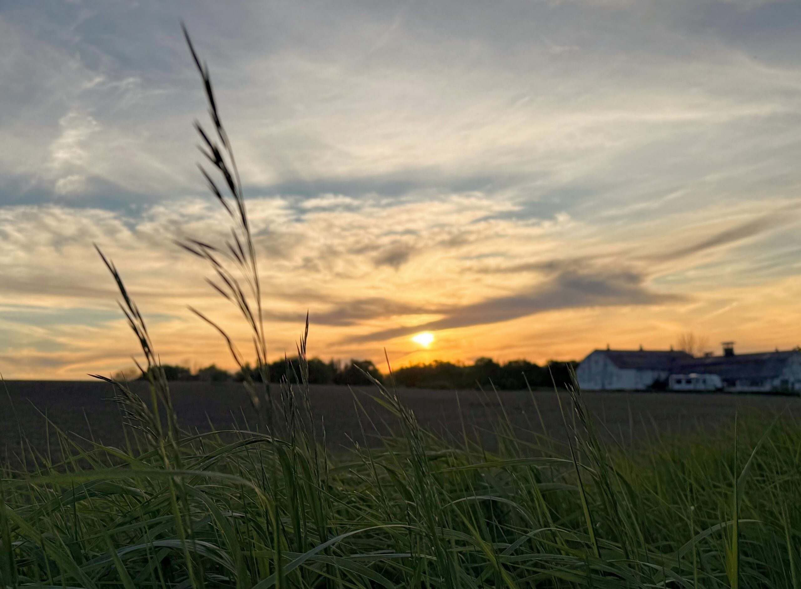 Sunset over a hayfield with tall grasses in the foreground and a farmhouse in the distance