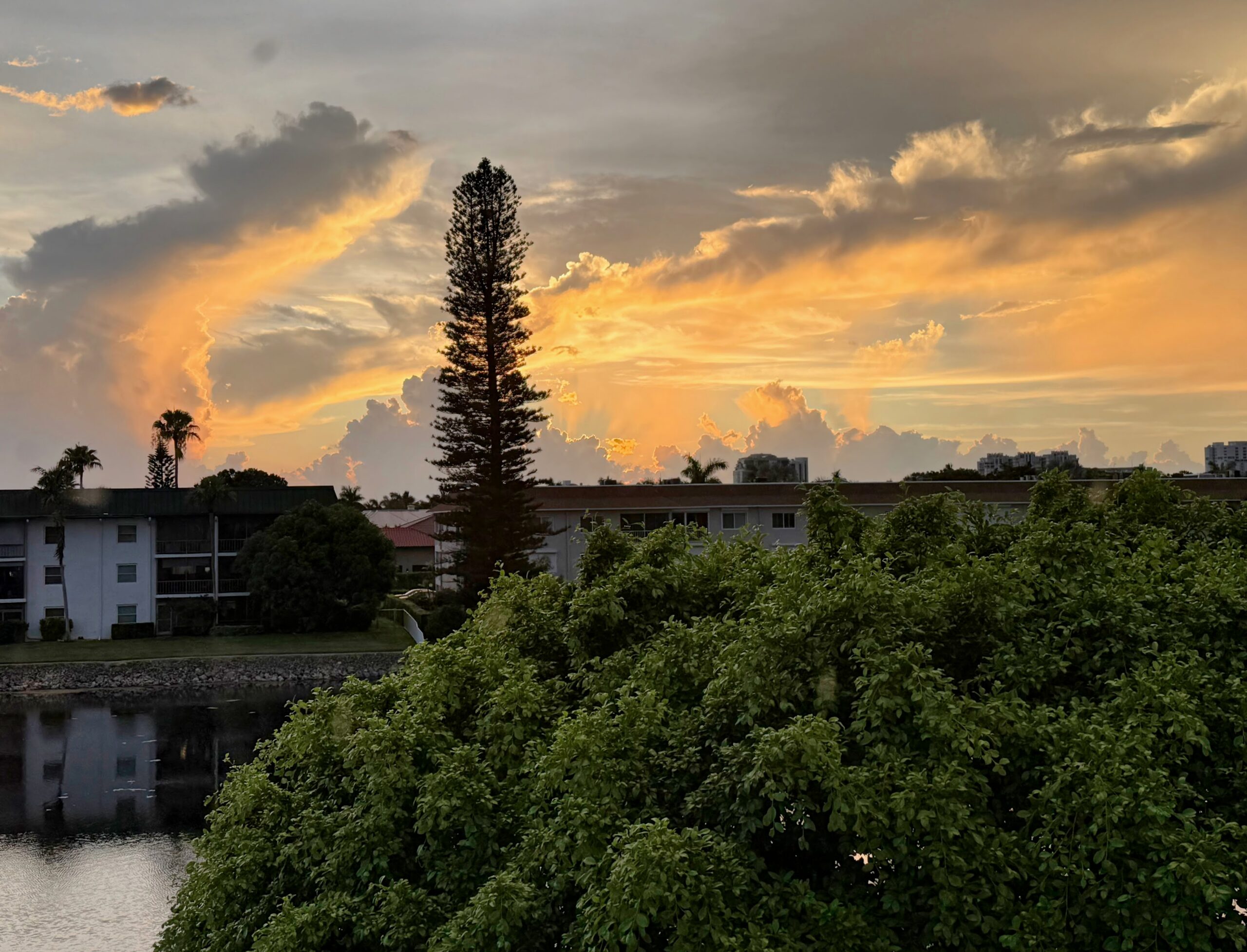 Golden sunset behind a tall Norfolk pine silhouette over the Naples lake at Camelot