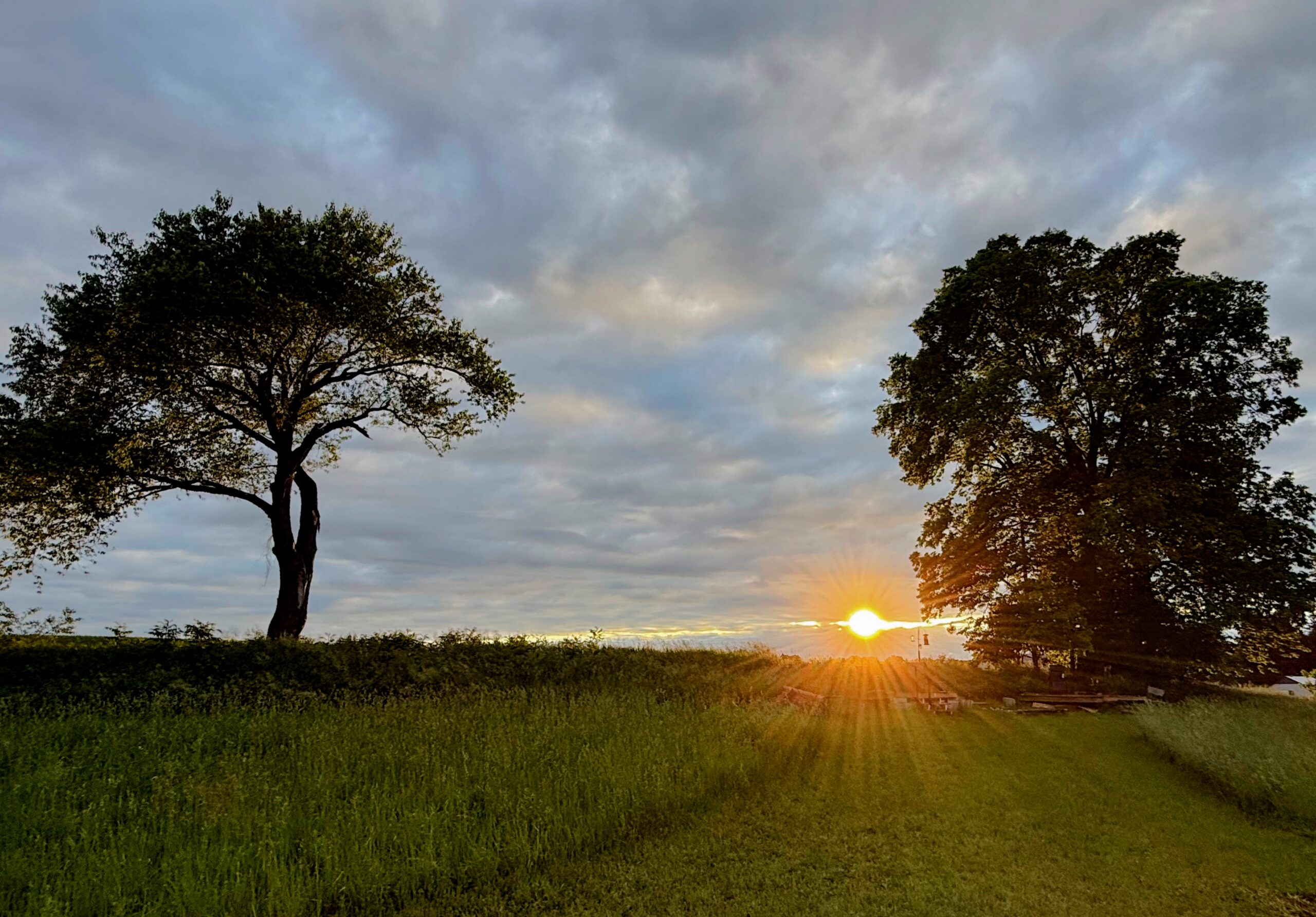 Sunset over the maoVee hayfield, two trees silhouetted against a dramatic cloudy sky