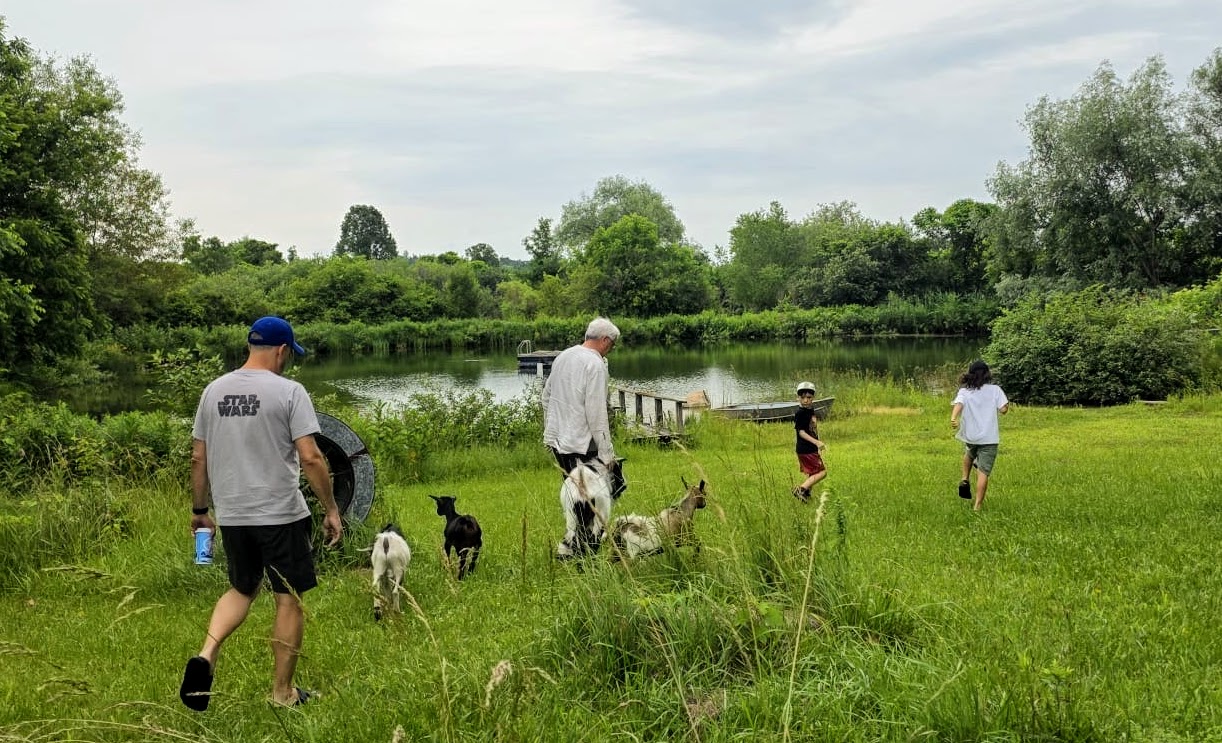 Family and friends walking through a summer field toward a pond with three goats and kids running ahead